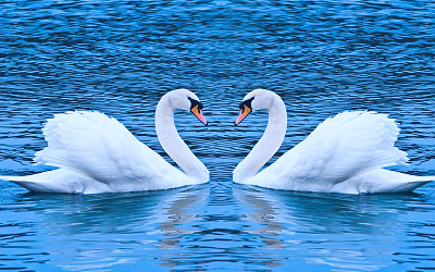 Wallpaper White Swan on Water During Daytime, Background - Download Free  Image